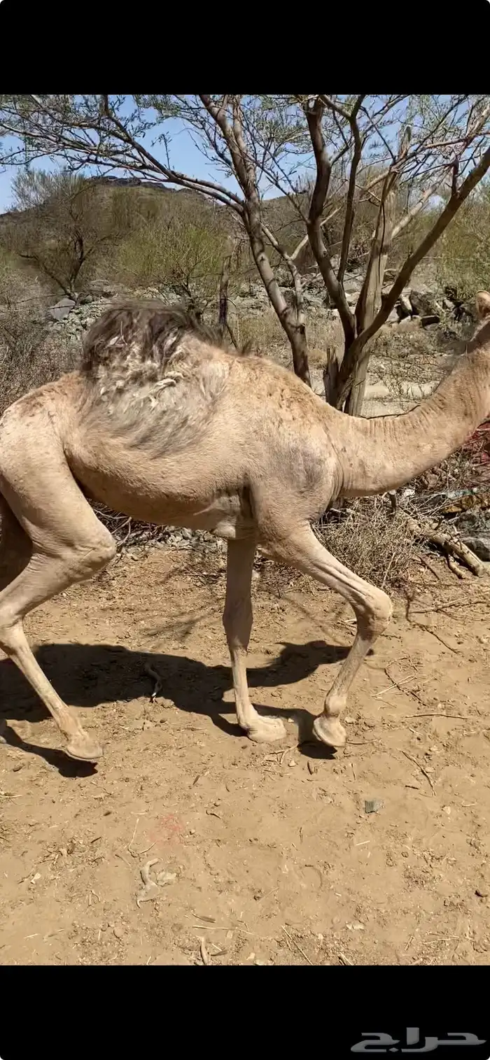 2حيران لبانيااات حشوان 1