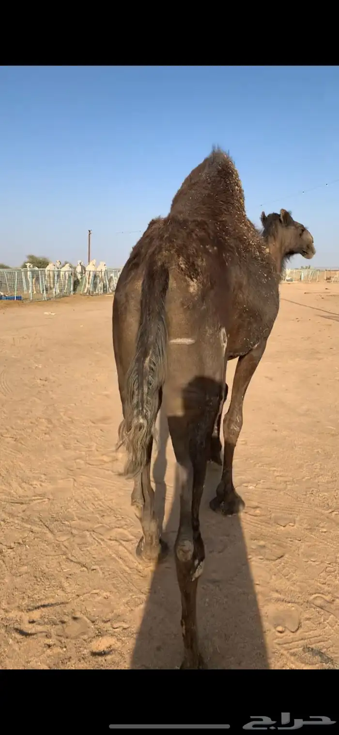 للبيع نياق ضرايب طيبه مسحوبه عيالها 5