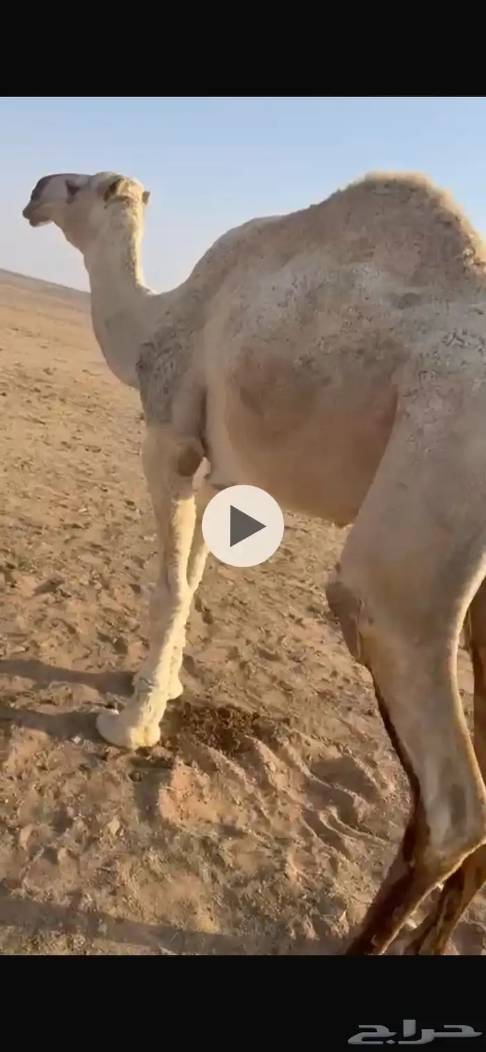 قعود البيع السن ثني طيب 0
