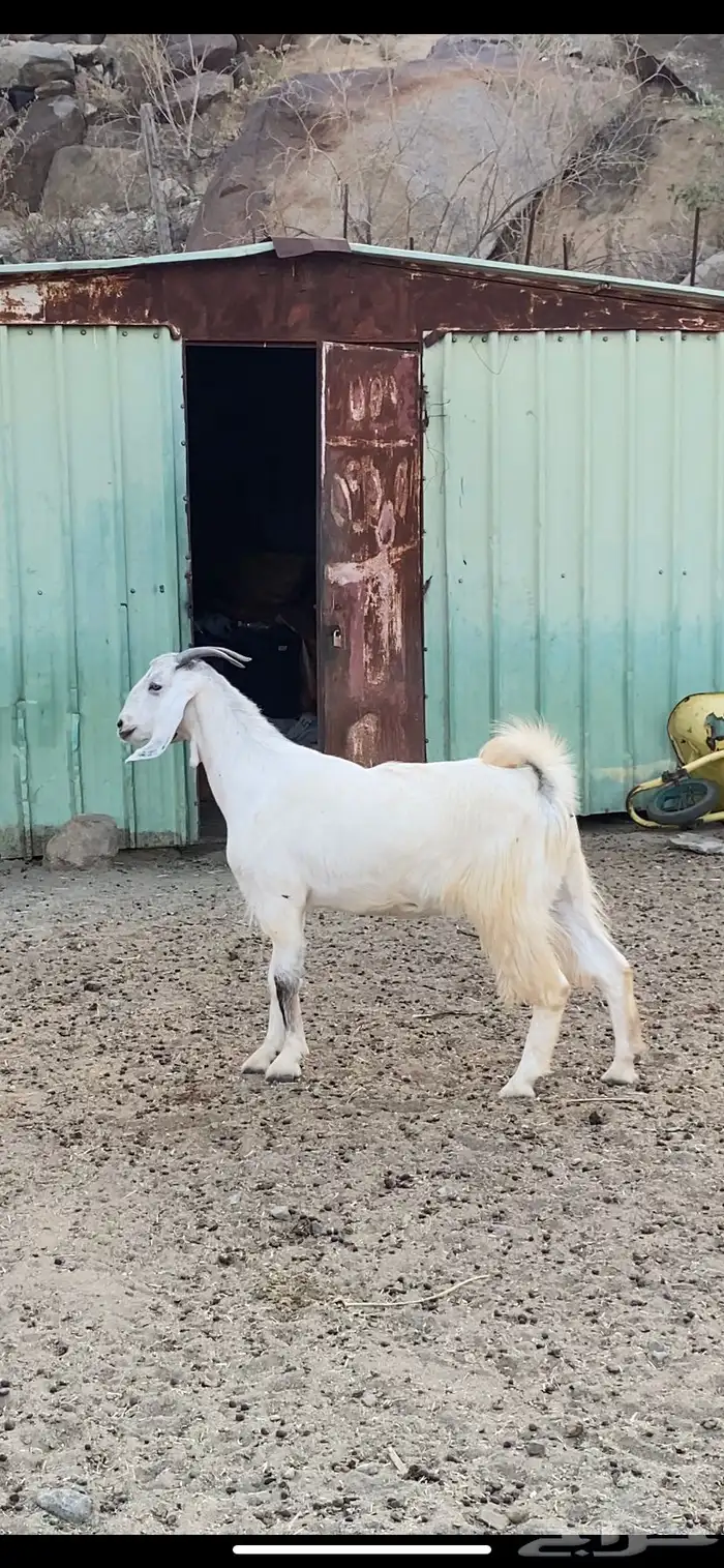 جفره صنف هولندي حايل فل شحم 0