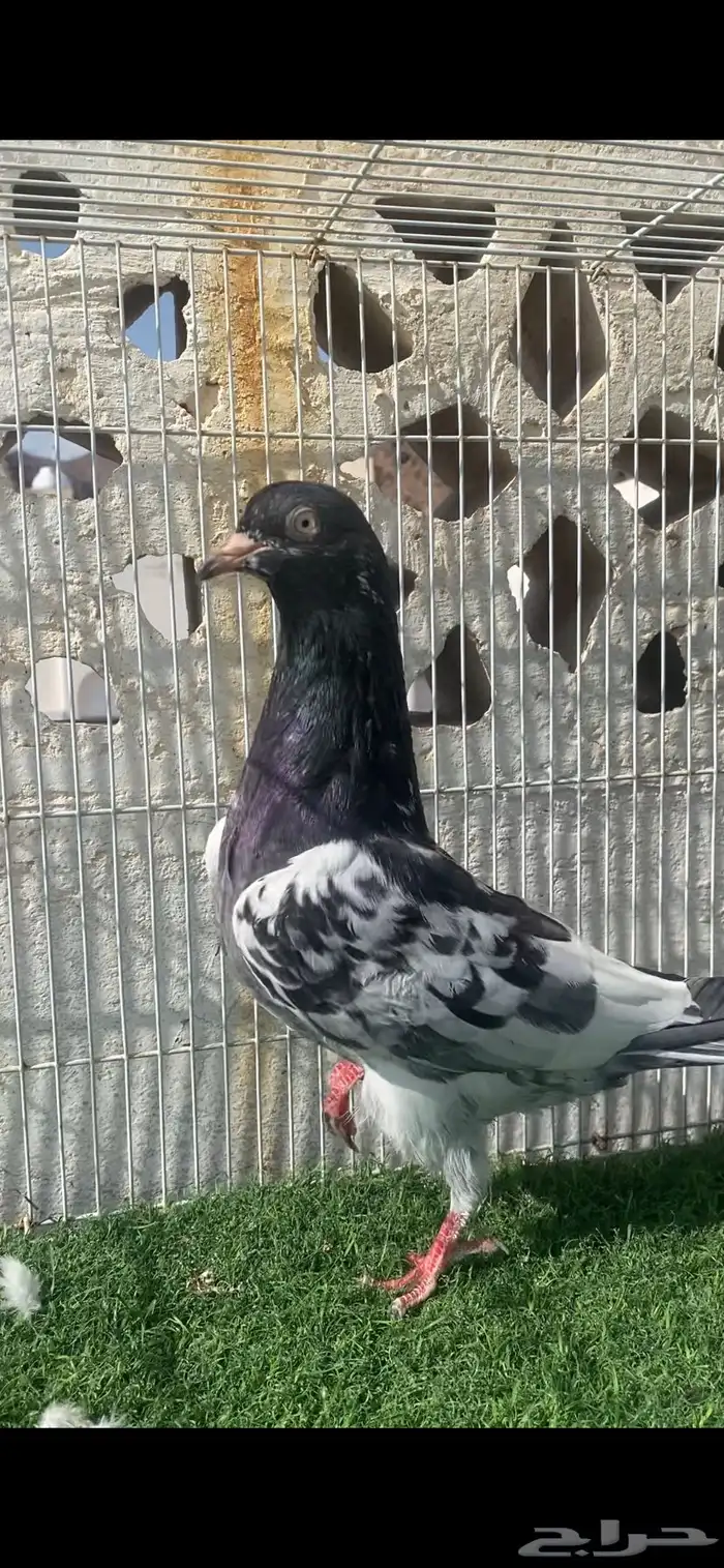 حمام باكستاني 11