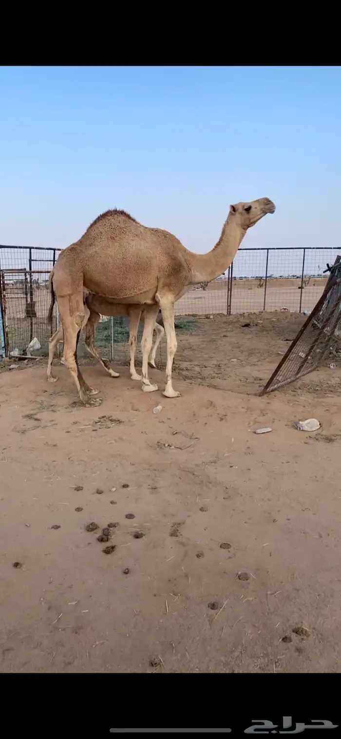 للبيع نياق ضرايب طيبه مسحوبه عيالها 3
