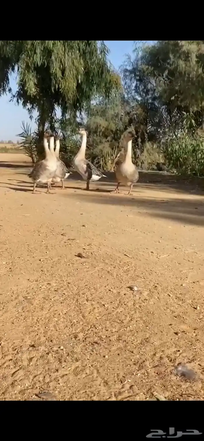 وز عراقي 5