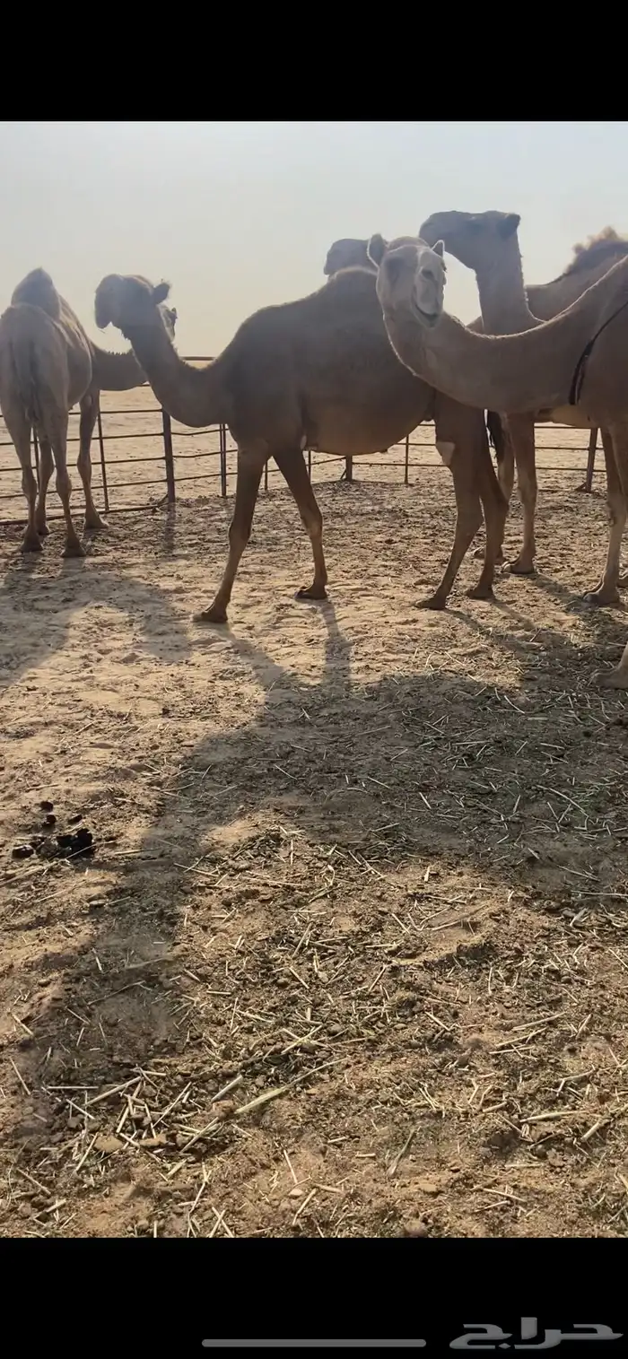 ناقه 1
