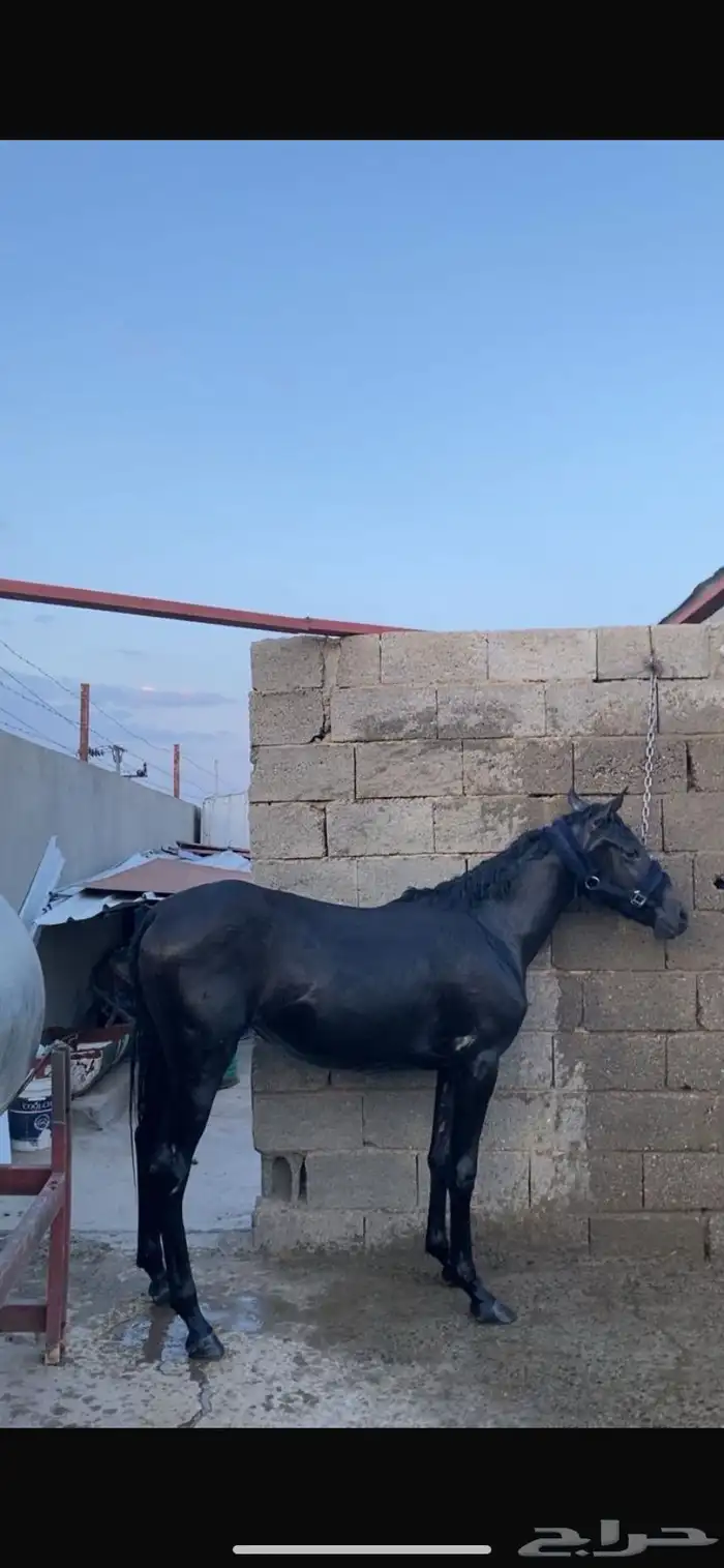 مهرة 0