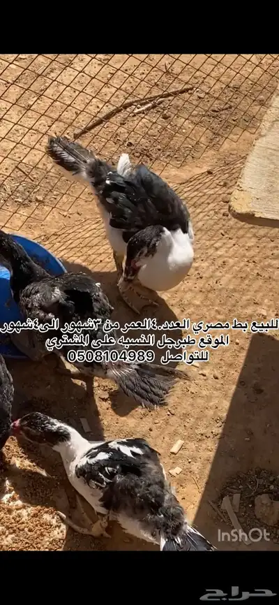 بط وارانب. index