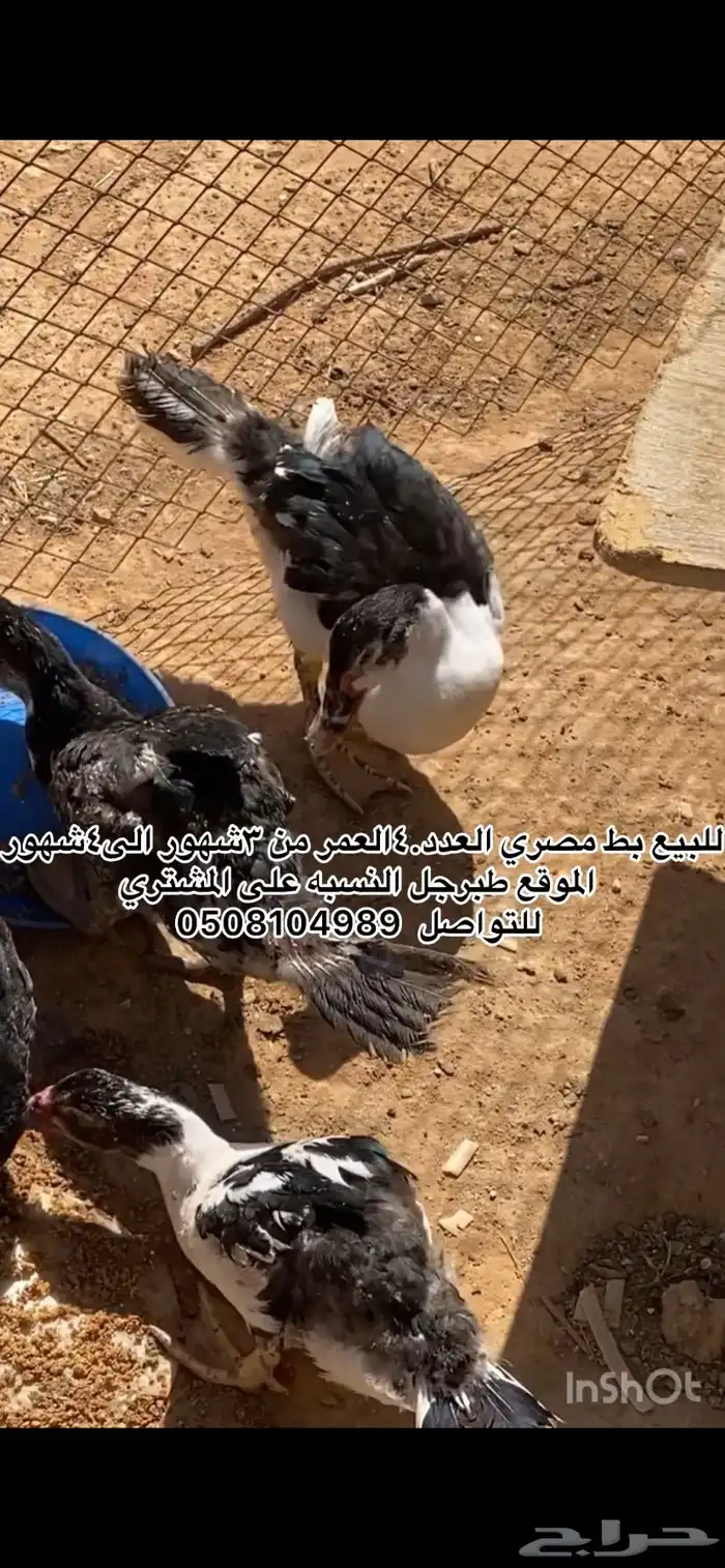 بط وارانب. 1