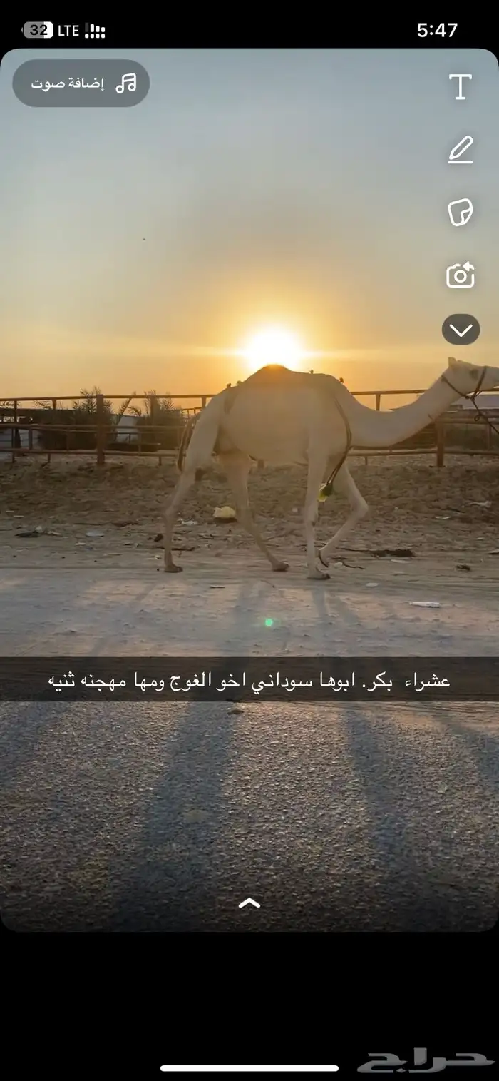 عشراء 0