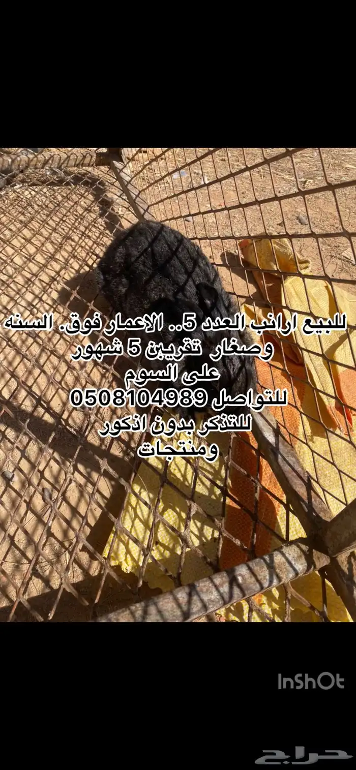 بط وارانب. 5