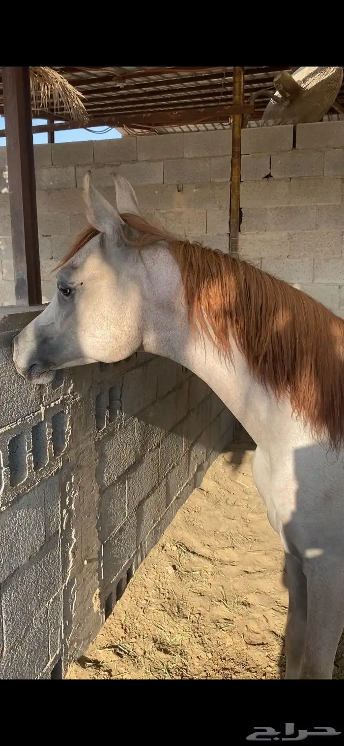 مهر شووو مستقبل فحل مربط 0