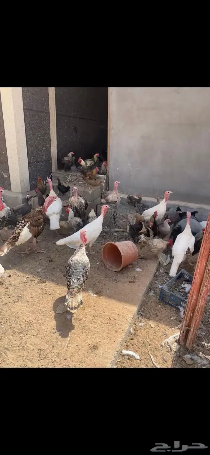 رومي للبيع 3