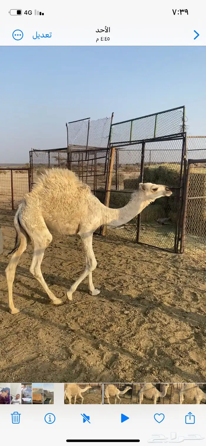 بكره علي الحيب 2
