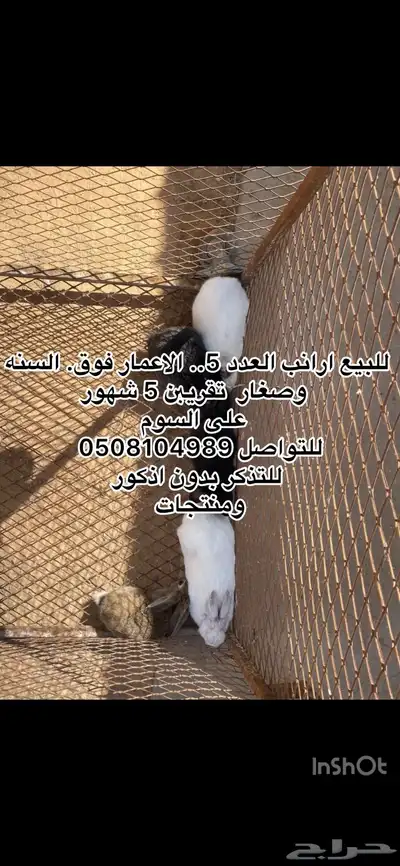بط وارانب. index
