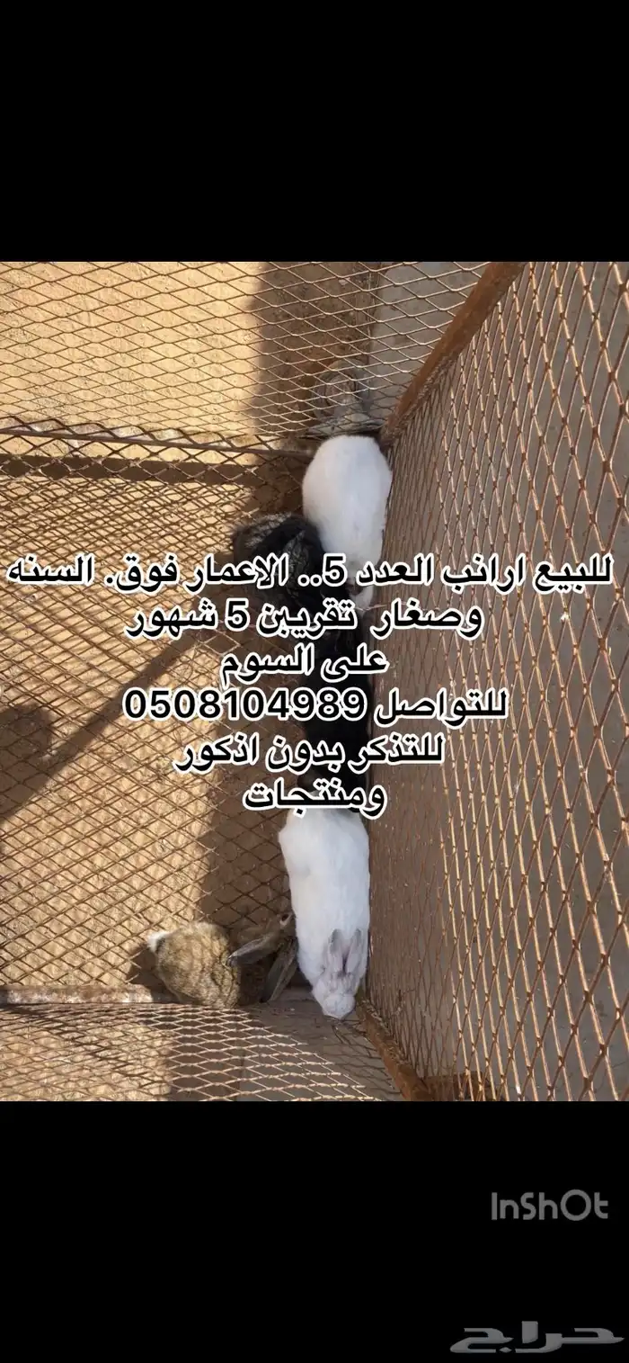 بط وارانب. 8