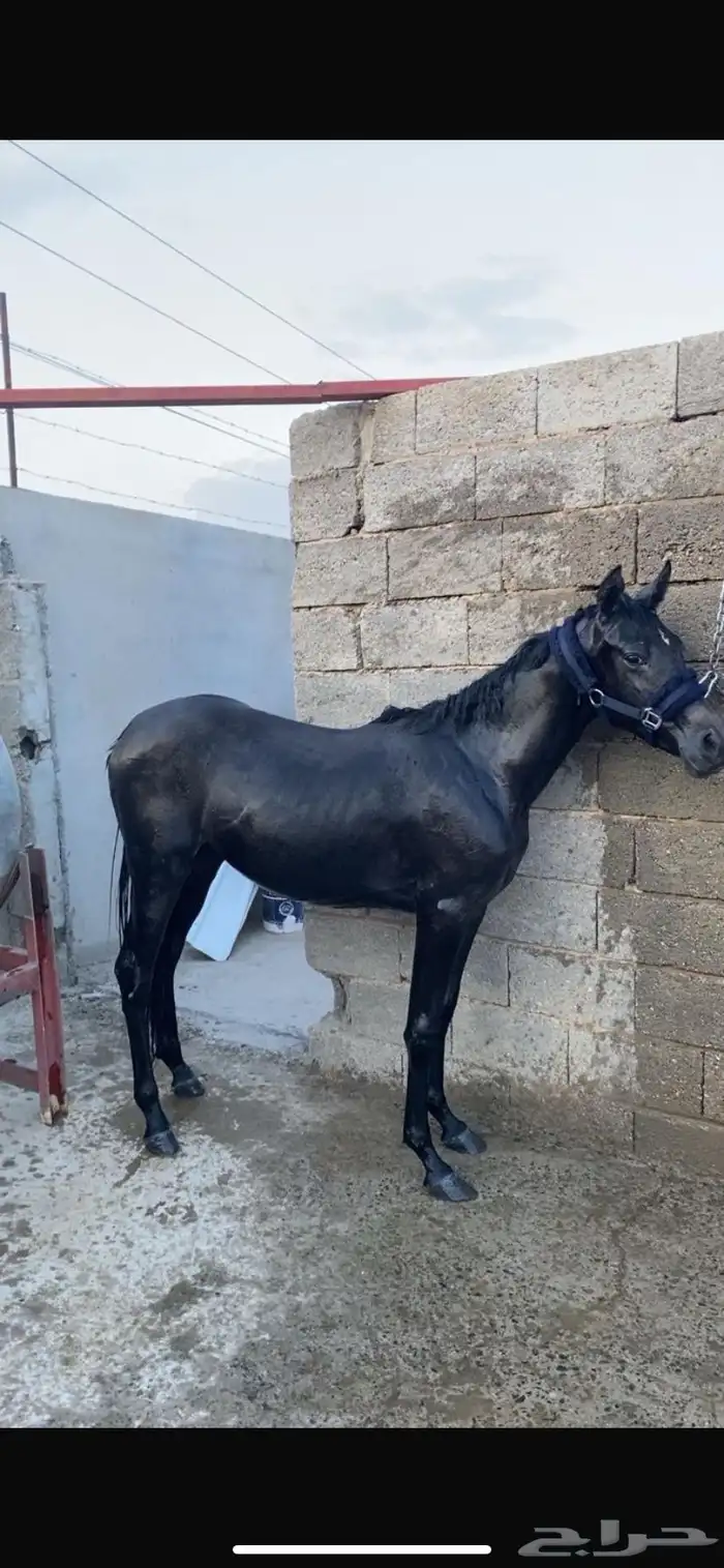مهرة 2