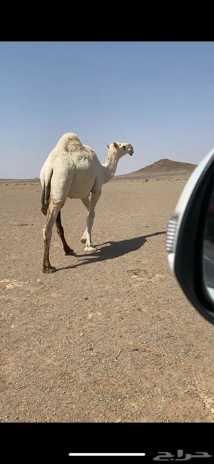 بعير تمامي كفو منتج وشرط 2