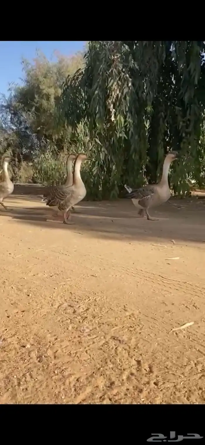 وز عراقي 2