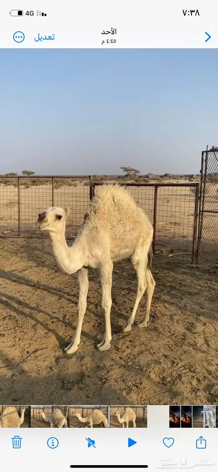 بكره علي الحيب 0