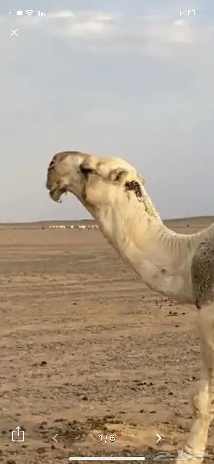 بعير تمامي كفو منتج وشرط 1