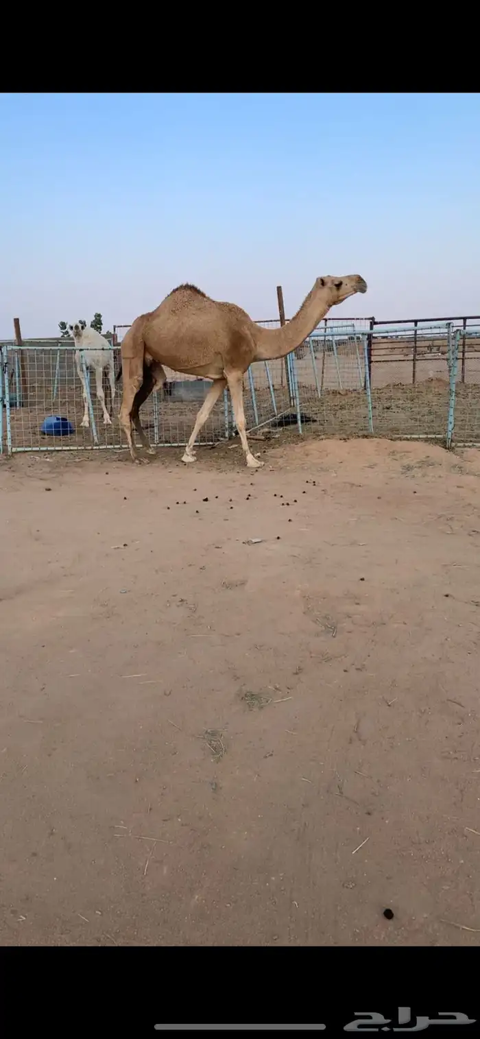 للبيع نياق ضرايب طيبه مسحوبه عيالها 1