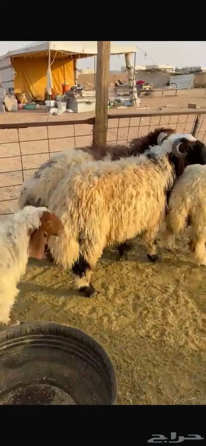 طليان نعيم جبر ناهي جذعان طلي خروف خرفان 0