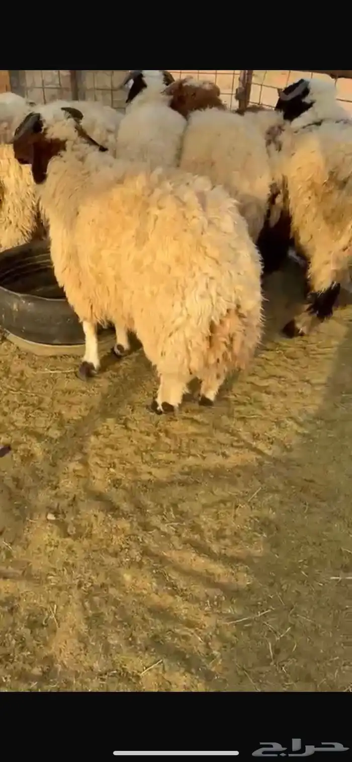 طليان نعيم جبر ناهي جذعان طلي خروف خرفان 4