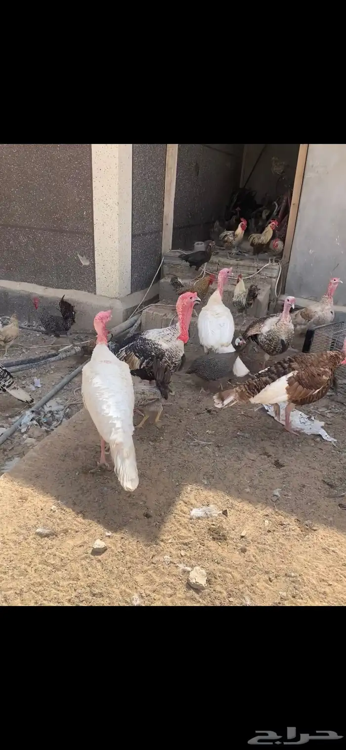 رومي للبيع 2