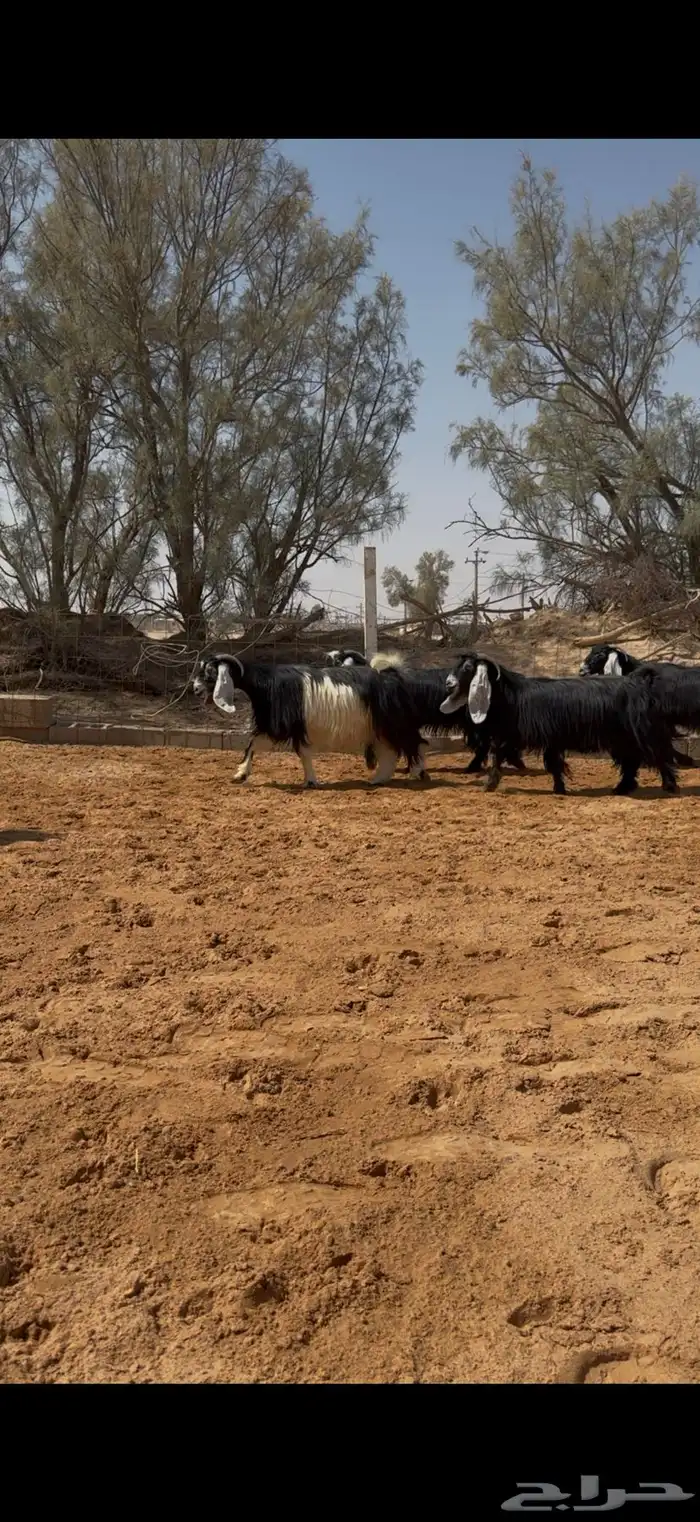 العرض معزا عوارض مراح واحد دفيع وضريع 6