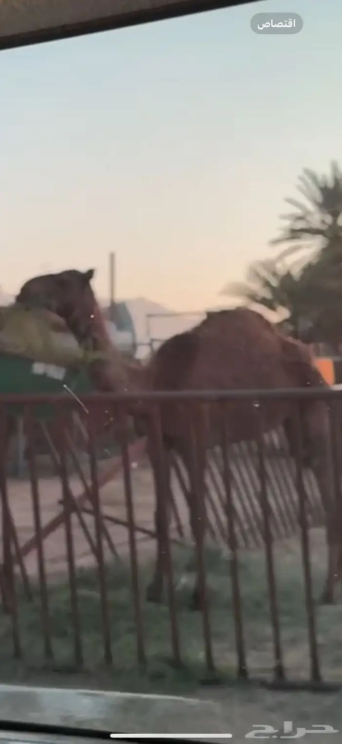 بكره 2
