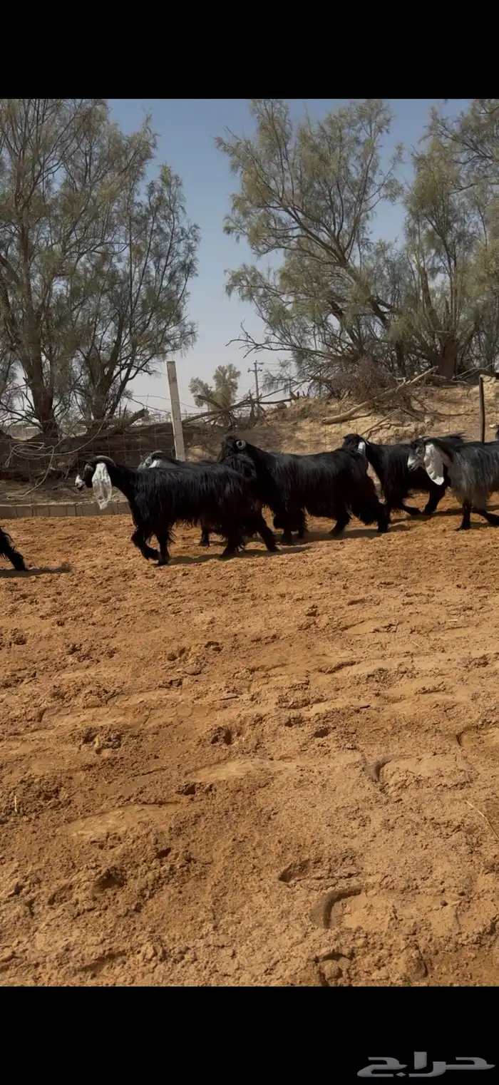 العرض معزا عوارض مراح واحد دفيع وضريع 3