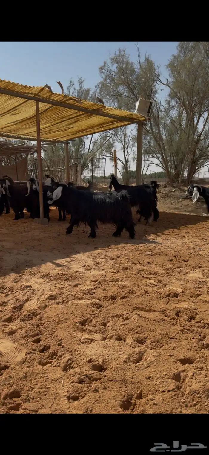 العرض معزا عوارض مراح واحد دفيع وضريع 1