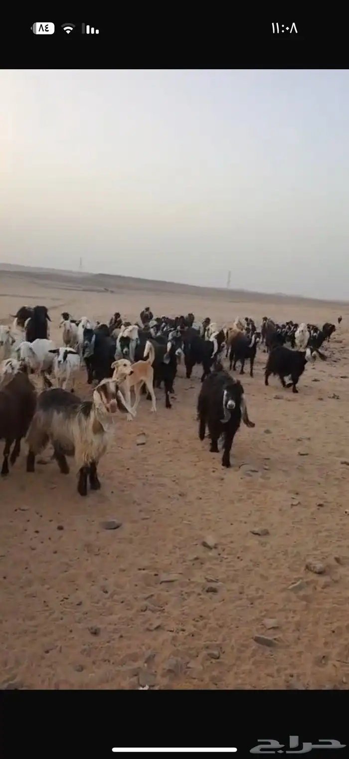 معزى مراح العدد حول 50 1