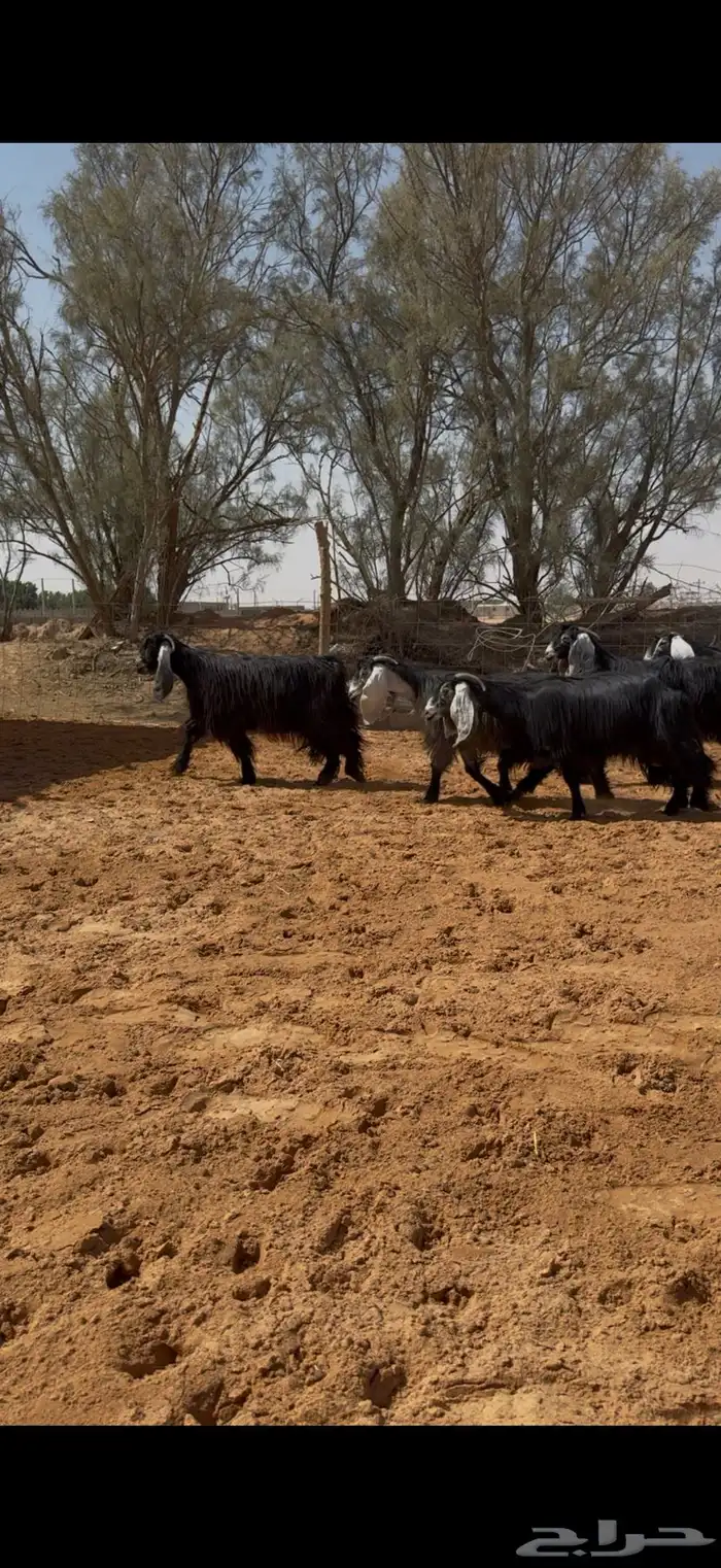 العرض معزا عوارض مراح واحد دفيع وضريع 8