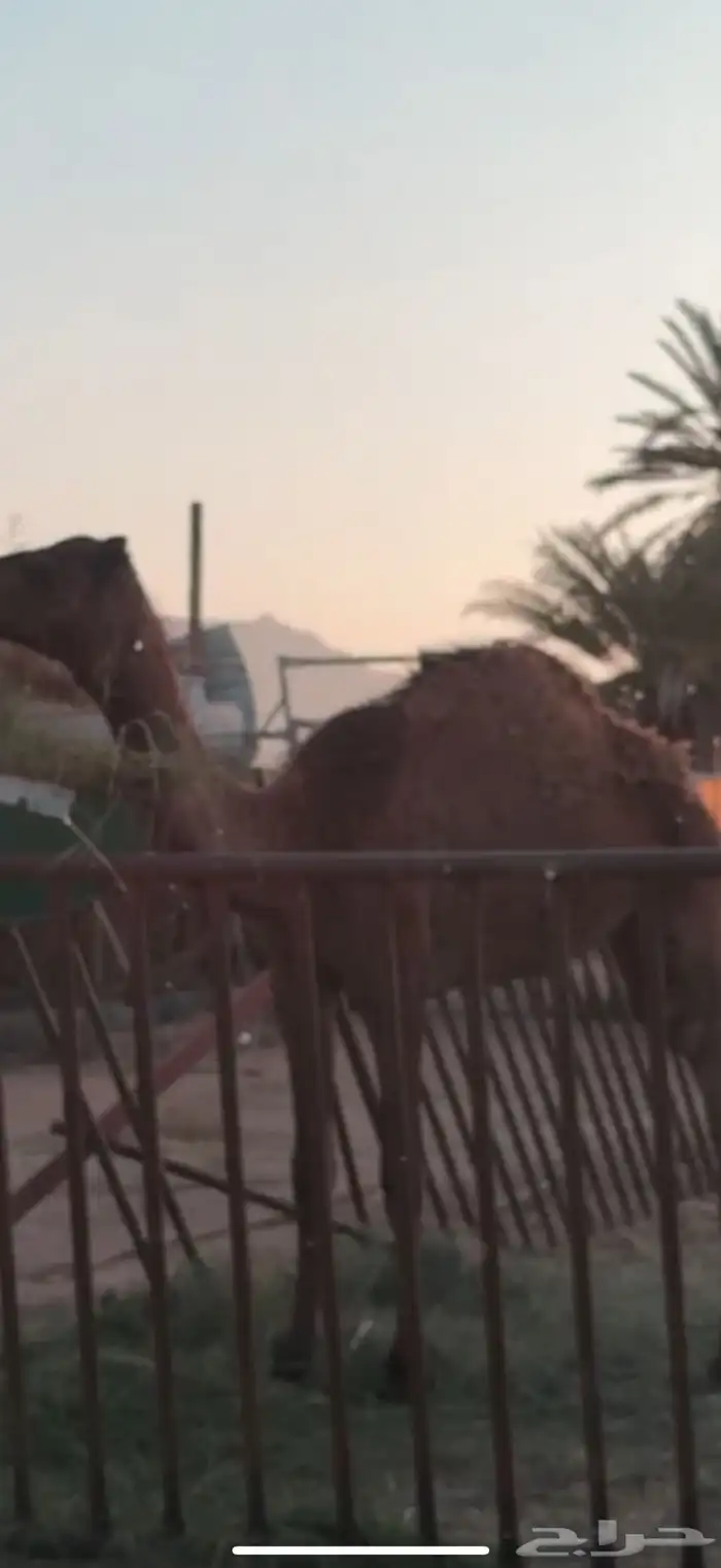 بكره 1