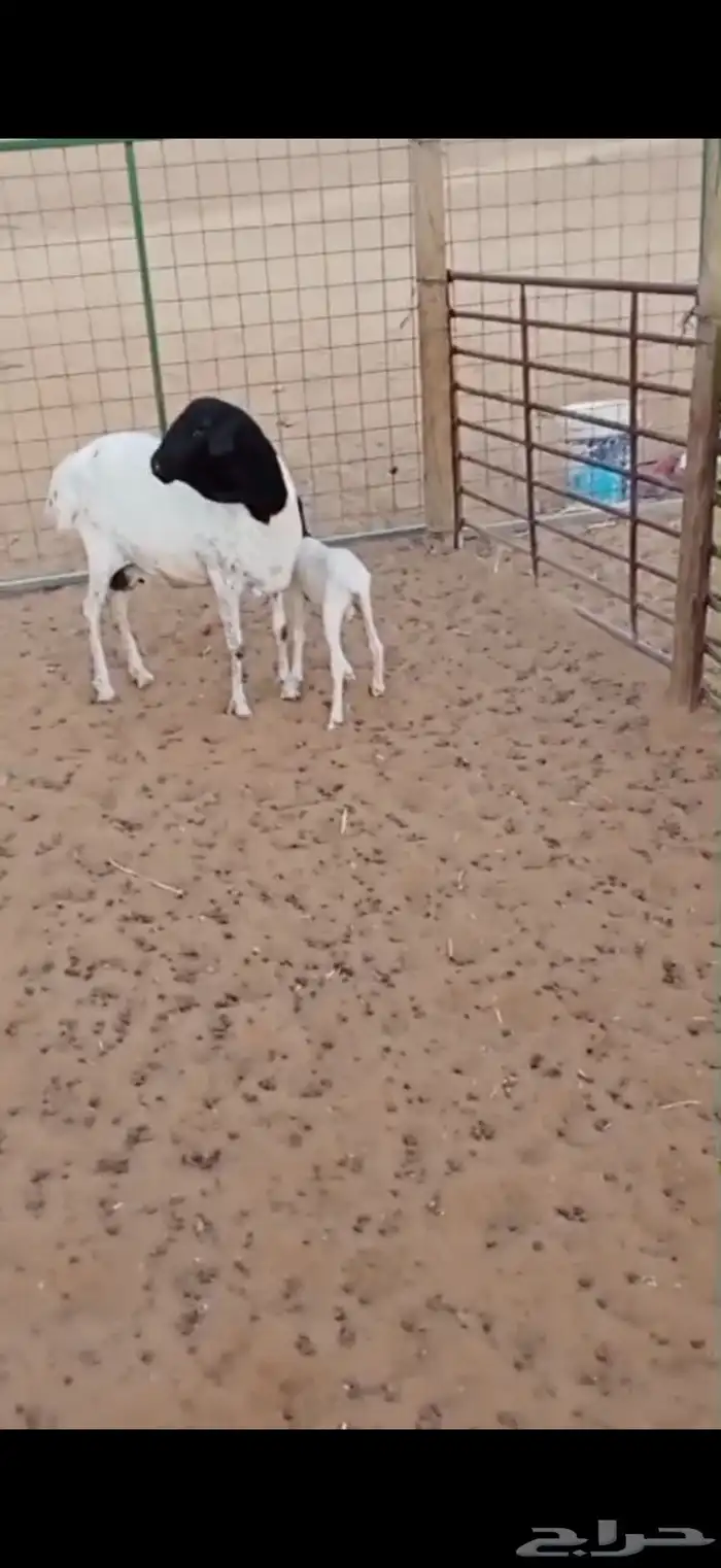 بربريه معها طلي 1