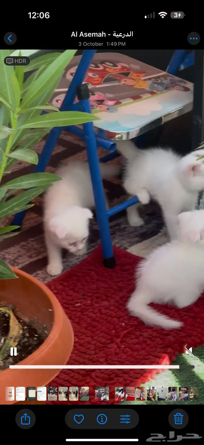 قطط اسكوتش صغيرة للبيع 8