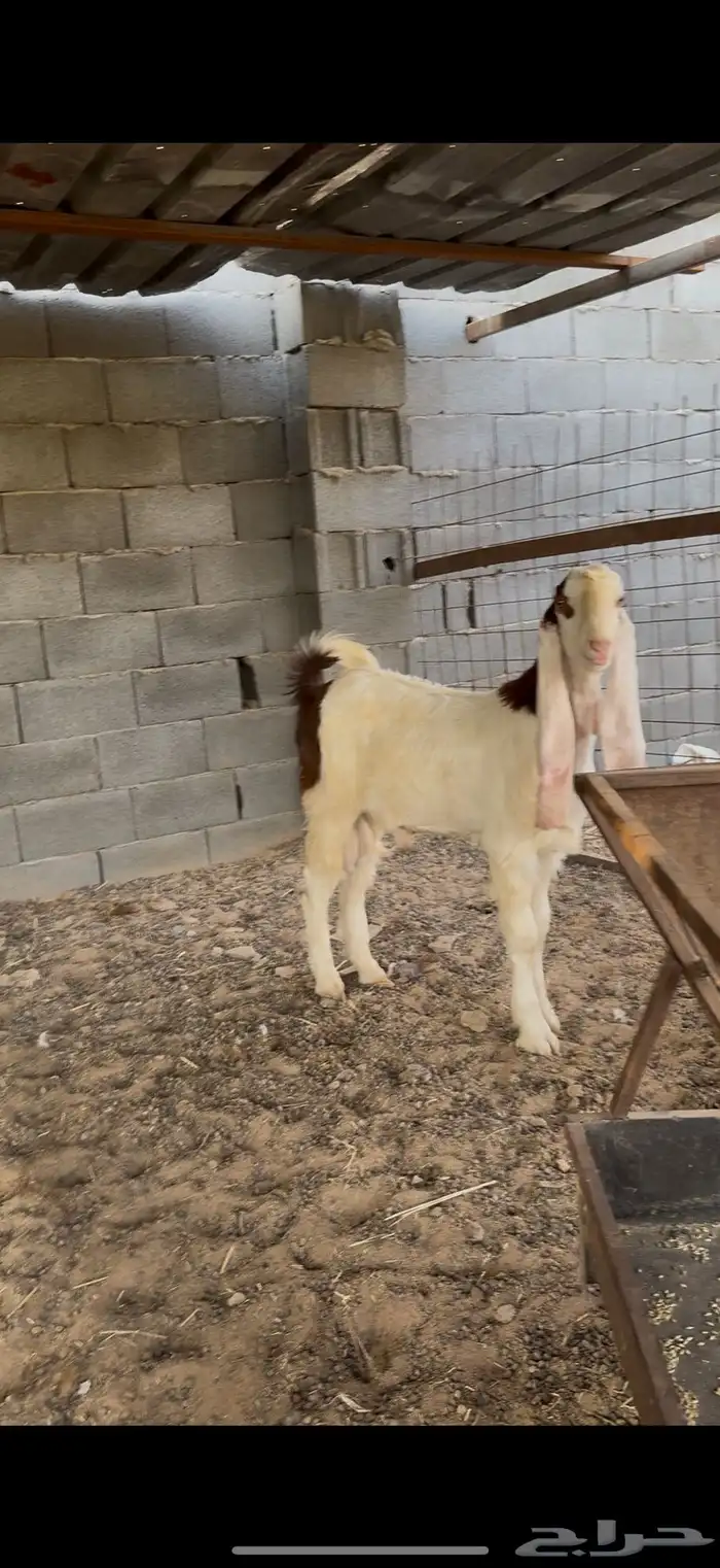 تيسين صنف فاخر لتفحيل 3