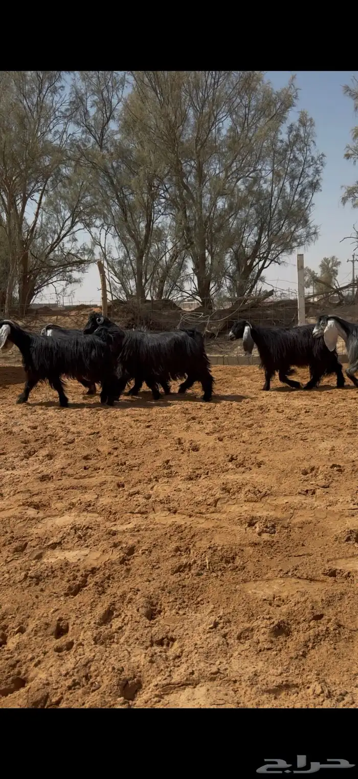 العرض معزا عوارض مراح واحد دفيع وضريع 2