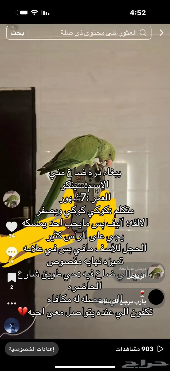 ببغاء مفقود بحي طويق الرياض 0