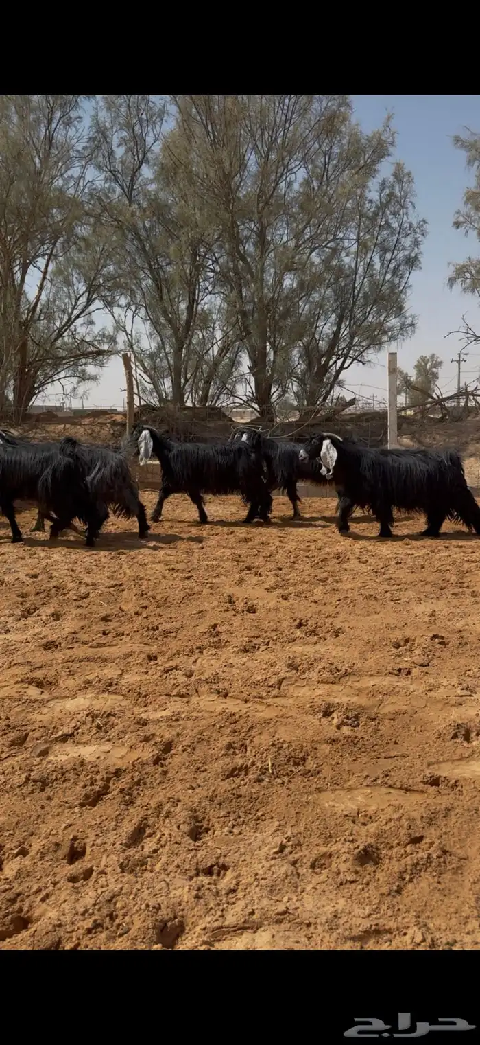 العرض معزا عوارض مراح واحد دفيع وضريع 7