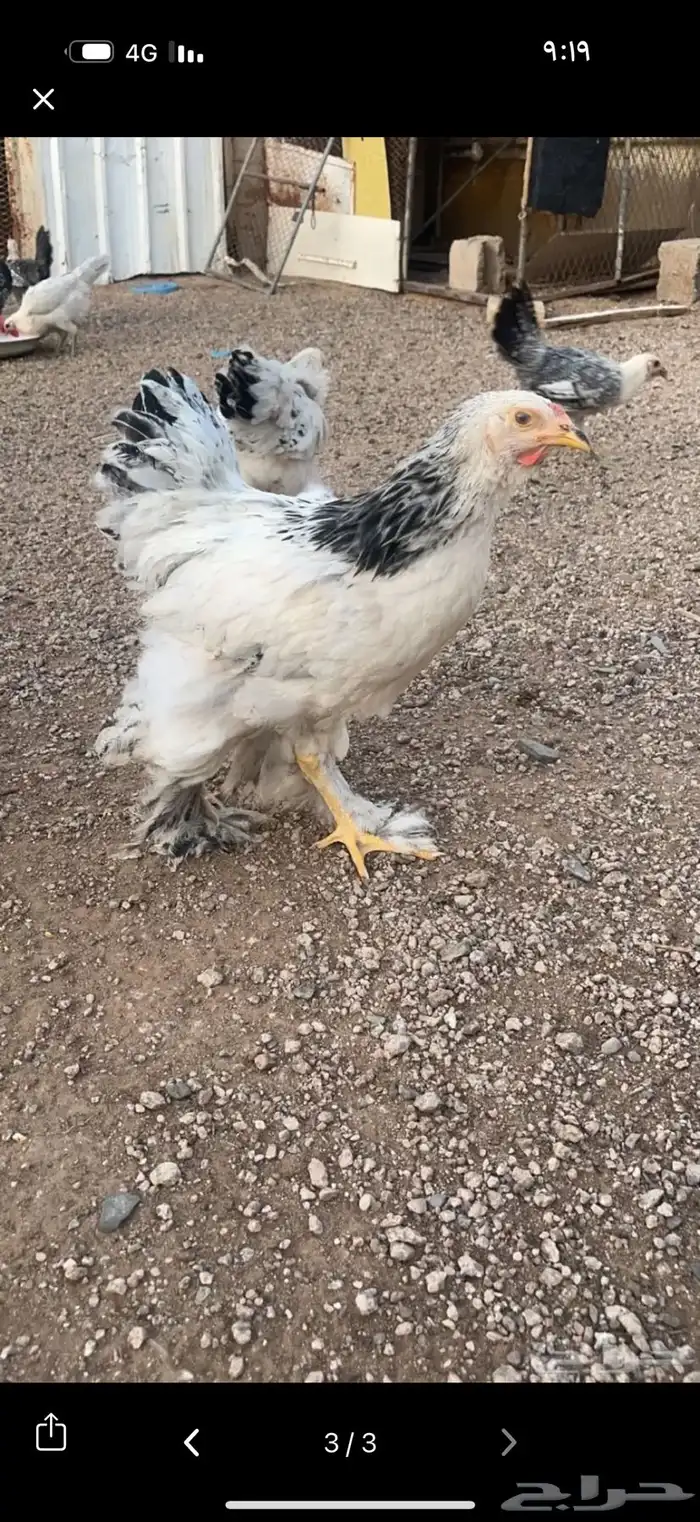 دجاج براهما كولمبي 3