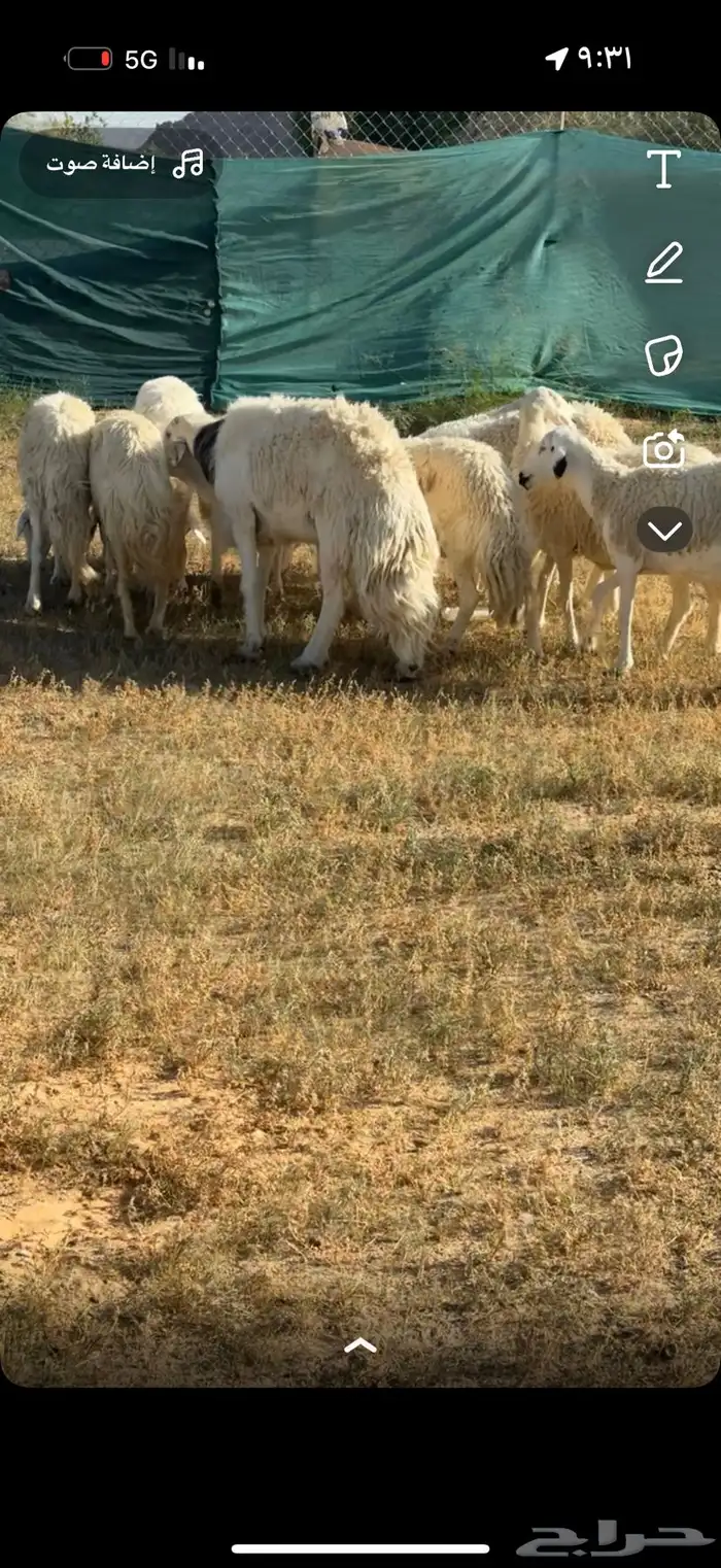 8 ضان حرش دفيع 4