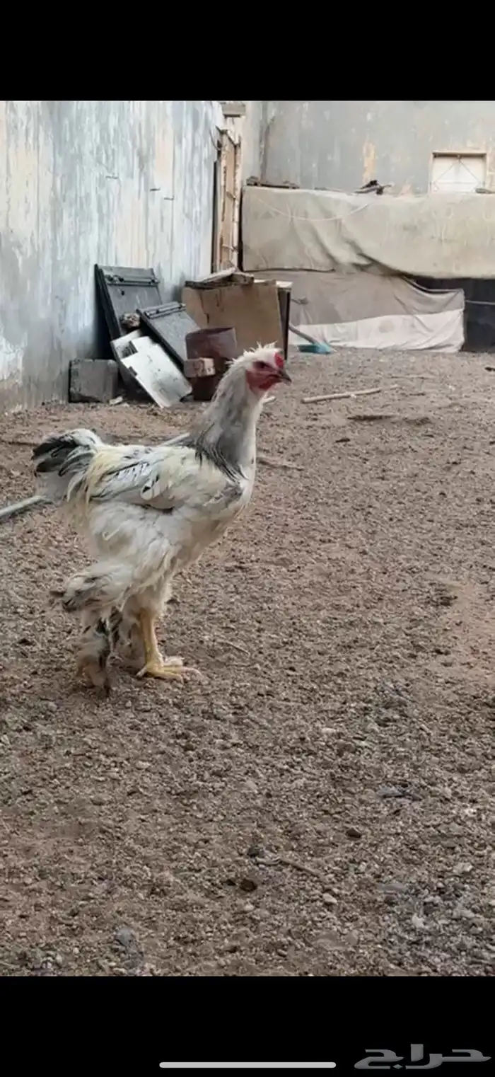 دجاج براهما كولمبي 0