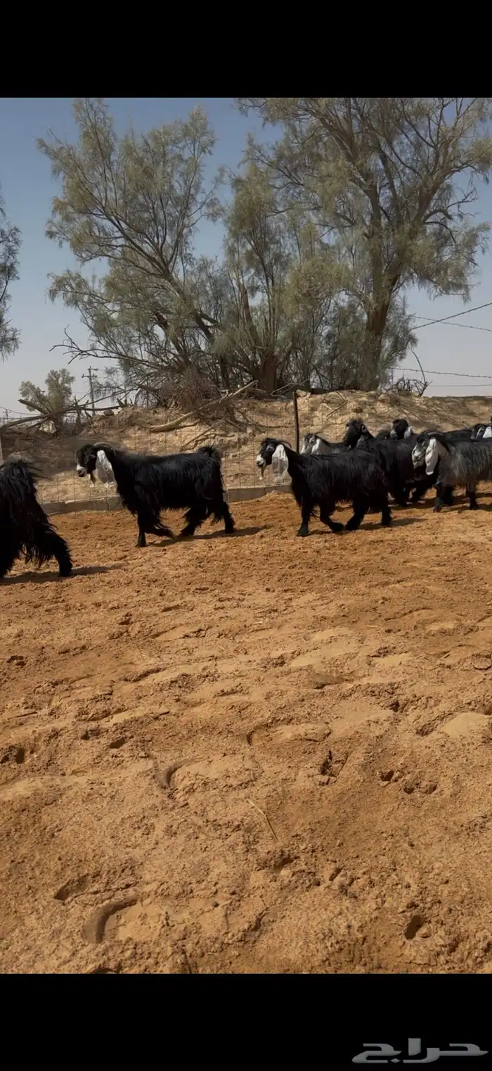 العرض معزا عوارض مراح واحد دفيع وضريع 5