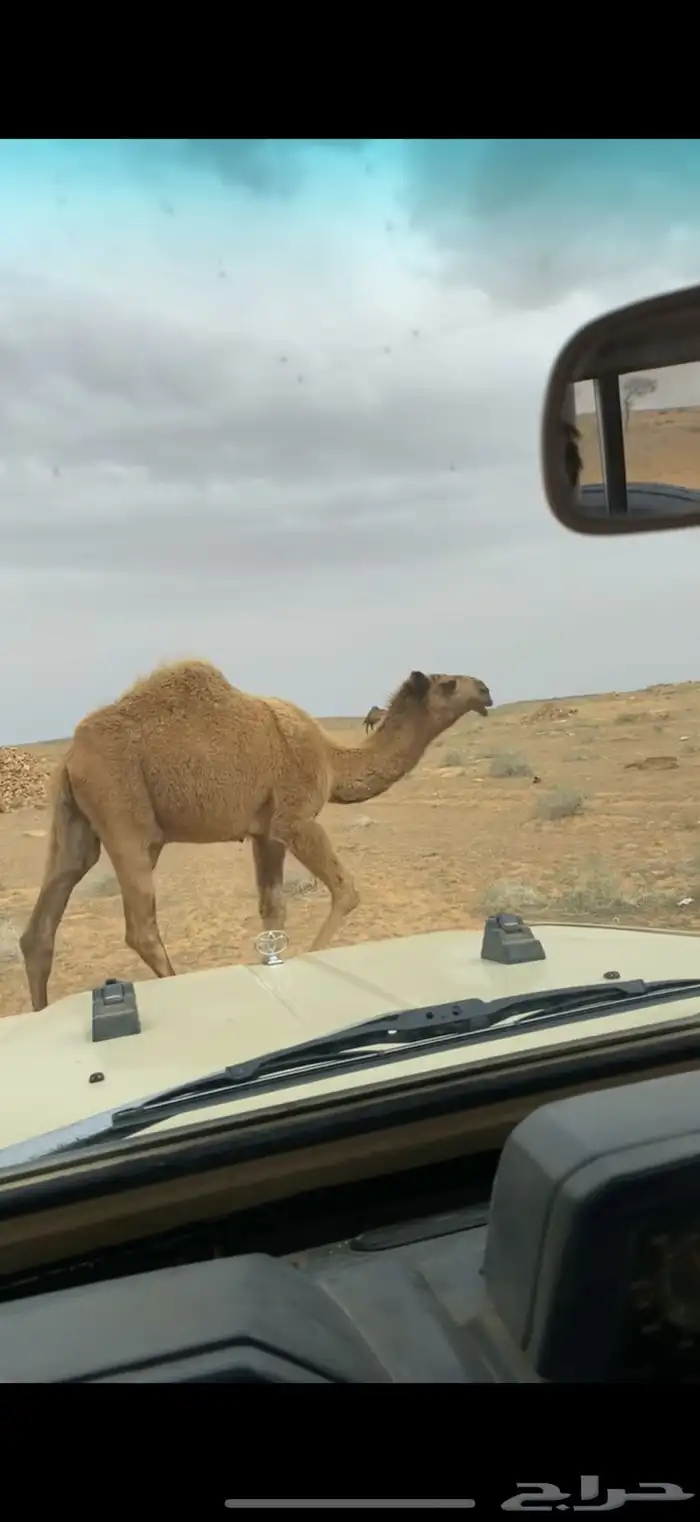 قعود اشعل طيب 0