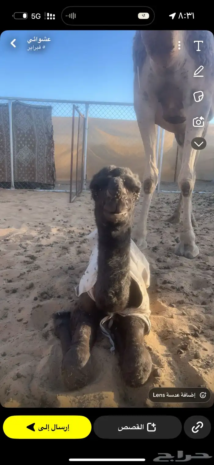 بكره 3