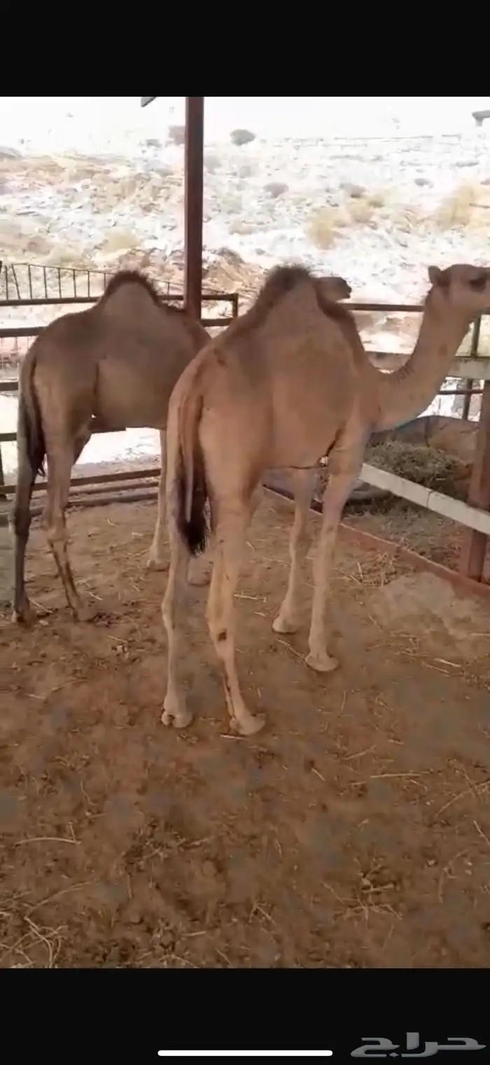 عدد اثنين قعدان نظاف وسمان 0
