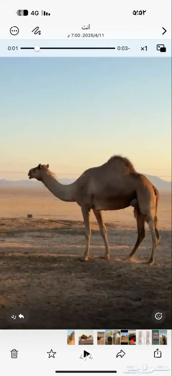 ناقه على ضراب طيبه 0