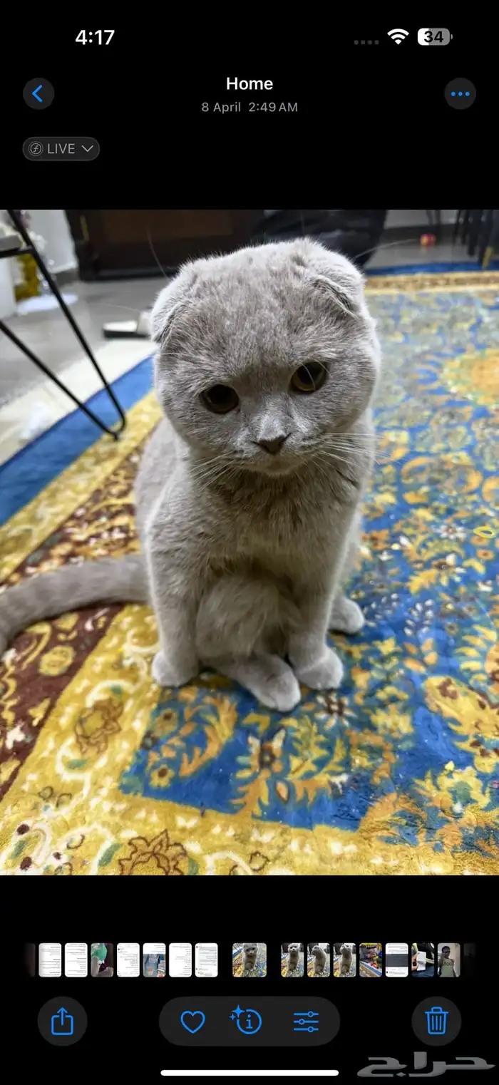 قطط اسكوتش صغيرة للبيع 10