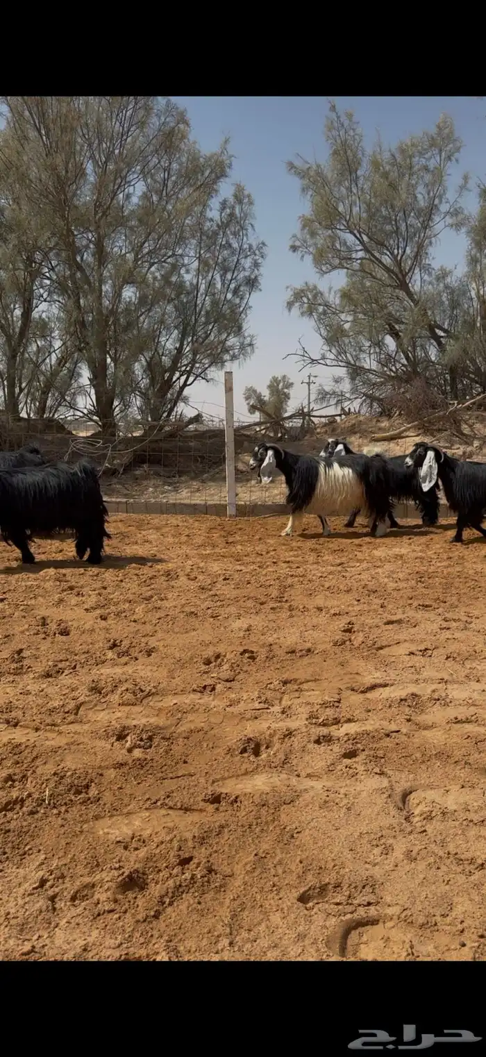 العرض معزا عوارض مراح واحد دفيع وضريع 0